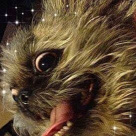 Dazy is registered to the contest to win money with this photo: canidae, ear, fur, hair, head, photography, selfie, snout, whiskers