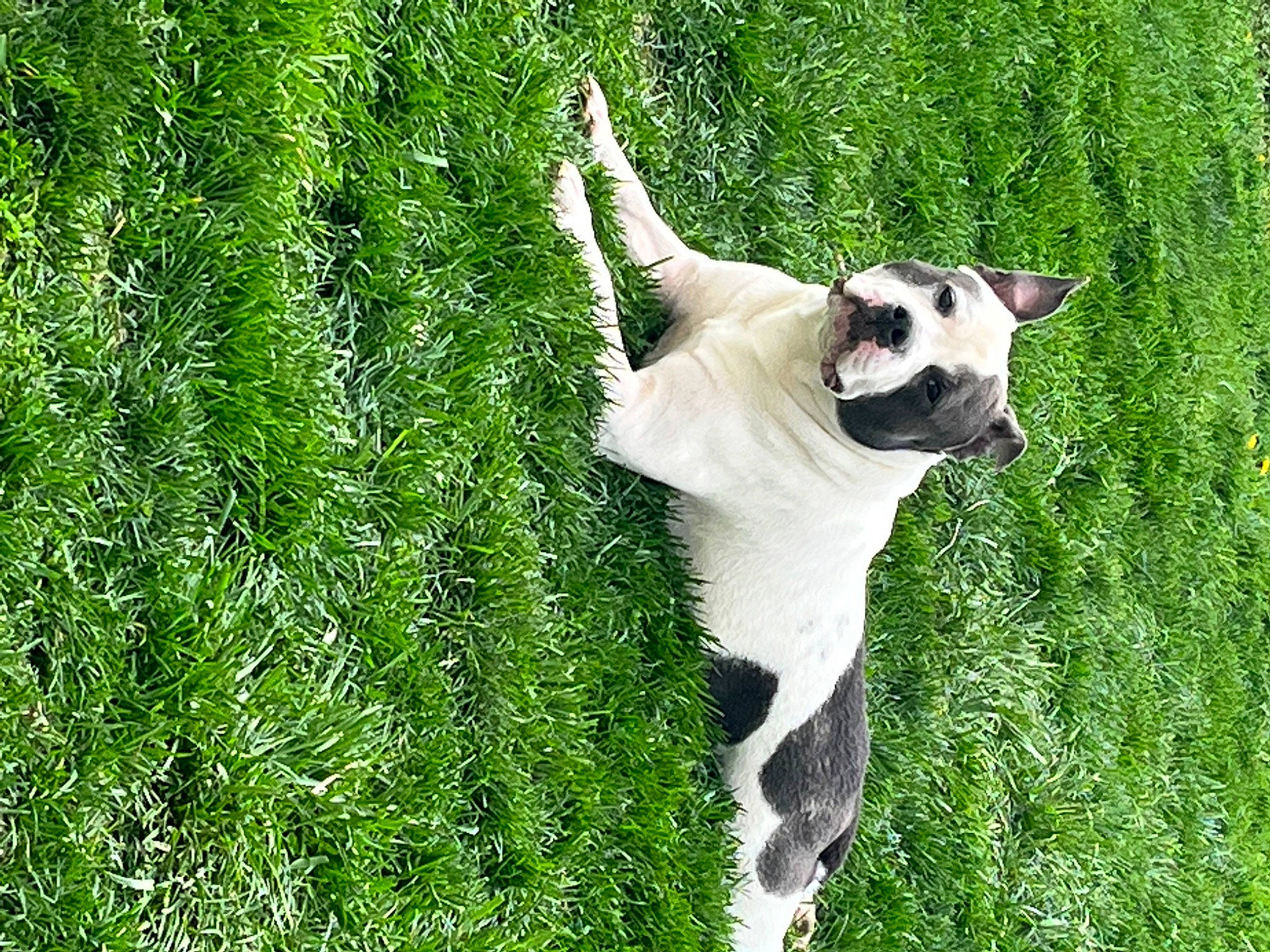 Dallas is registered to the contest to win money with this photo: canidae, carnivore, collar, companion_dog, dog, dog_breed, dog_collar, fawn, grass, grassland, groundcover, non_sporting_group, pasture, people_in_nature, plant, sporting_group, tail, terrestrial_animal, toy_dog, working_animal