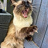 cat, claws, close_up, expression, fence, fluffy, fur, leaves, mouth, outdoor, paw, pet, planter, portrait, sitting, sunlight, teeth, tongue, whiskers, yawning