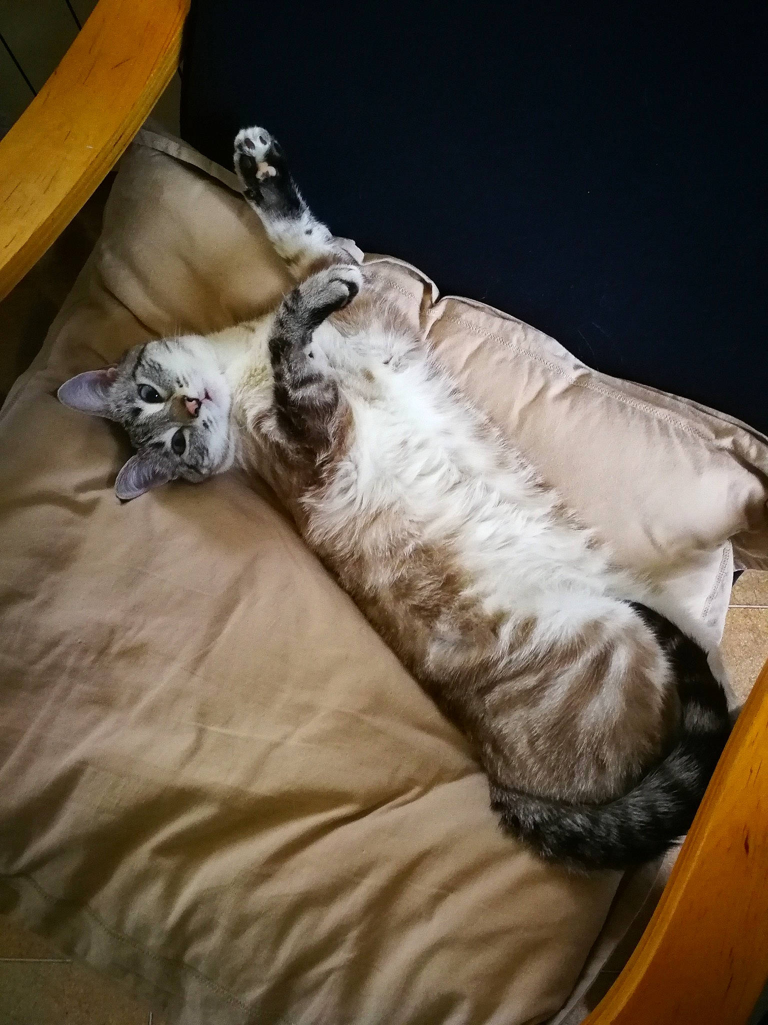 Perle a rejoint le concours — aidez-le/la à gagner de superbes lots ! bedding, carnivore, cat, comfort, companion_dog, couch, dog_breed, domestic_short_haired_cat, felidae, fur, hardwood, linens, nap, room, small_to_medium_sized_cats, sporting_group, studio_couch, tail, whiskers, wood