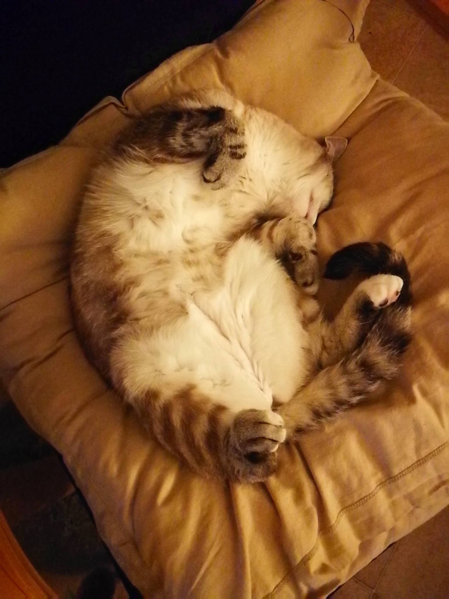 Perle a rejoint le concours — aidez-le/la à gagner de superbes lots ! canidae, carnivore, cat, claw, comfort, companion_dog, dog_breed, domestic_short_haired_cat, fawn, felidae, fur, linens, nap, paw, small_to_medium_sized_cats, snout, sporting_group, tail, whiskers, wood