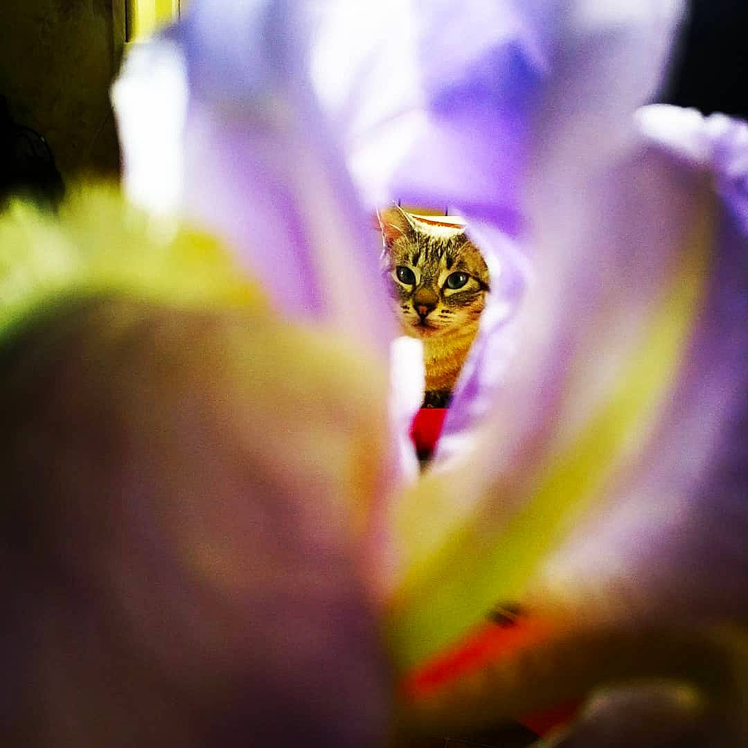 Perle a rejoint le concours — aidez-le/la à gagner de superbes lots ! cat, close_up, felidae, flower, flowering_plant, honeybee, iris, macro_photography, membrane_winged_insect, organism, petal, photography, plant, pollen, purple, small_to_medium_sized_cats, snapshot, spring, violet, whiskers