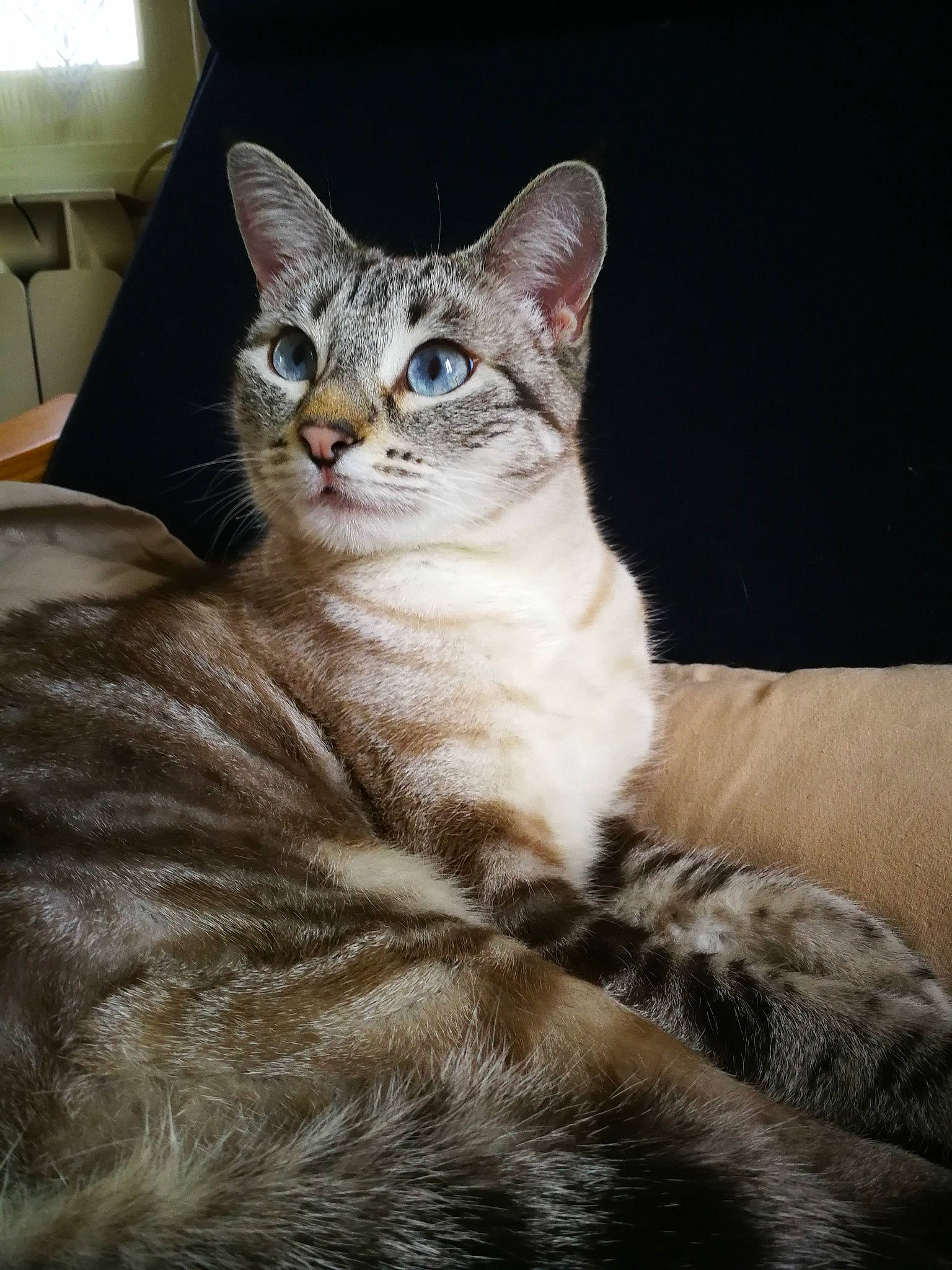 Perle a rejoint le concours — aidez-le/la à gagner de superbes lots ! carnivore, cat, claw, domestic_short_haired_cat, felidae, fur, head, sitting, small_to_medium_sized_cats, snout, tail, terrestrial_animal, whiskers, wildlife, window