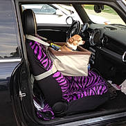 Mimi joined the competition — help win amazing prizes! dog, chihuahua, car_interior, passenger_seat, pet_booster_seat, seat_cover, purple_zebra_pattern, zebra_print, seat_belt, steering_wheel, dashboard, car_door, window, parking_lot, upholstery, leash, small_dog, cozy, center_console, pet_travel