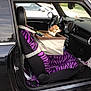 dog, chihuahua, car_interior, passenger_seat, pet_booster_seat, seat_cover, purple_zebra_pattern, zebra_print, seat_belt, steering_wheel, dashboard, car_door, window, parking_lot, upholstery, leash, small_dog, cozy, center_console, pet_travel