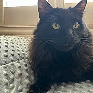 Harry joined the competition — help win amazing prizes! alert, animal, black_cat, blanket, cat, close_up, cozy, curious, fur, home, indoor, mammal, pet, relaxing, resting, soft_light, texture, whiskers, window, yellow_eyes