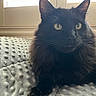 alert, animal, black_cat, blanket, cat, close_up, cozy, curious, fur, home, indoor, mammal, pet, relaxing, resting, soft_light, texture, whiskers, window, yellow_eyes