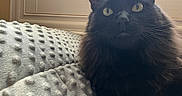Harry joined the competition — help win amazing prizes! animal, black_cat, blanket, cat, closeup, cozy, curious, domestic_cat, ears, feline, fluffy_fur, indoor, lying_down, natural_light, pet, relaxed, textured_blanket, whiskers, window, yellow_eyes