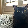 Harry is registered to the contest to win money with this photo: animal, black_cat, blanket, cat, closeup, cozy, curious, domestic_animal, feline, fur, home, indoor, light, mammal, pet, relaxing, shadow, texture, window, yellow_eyes
