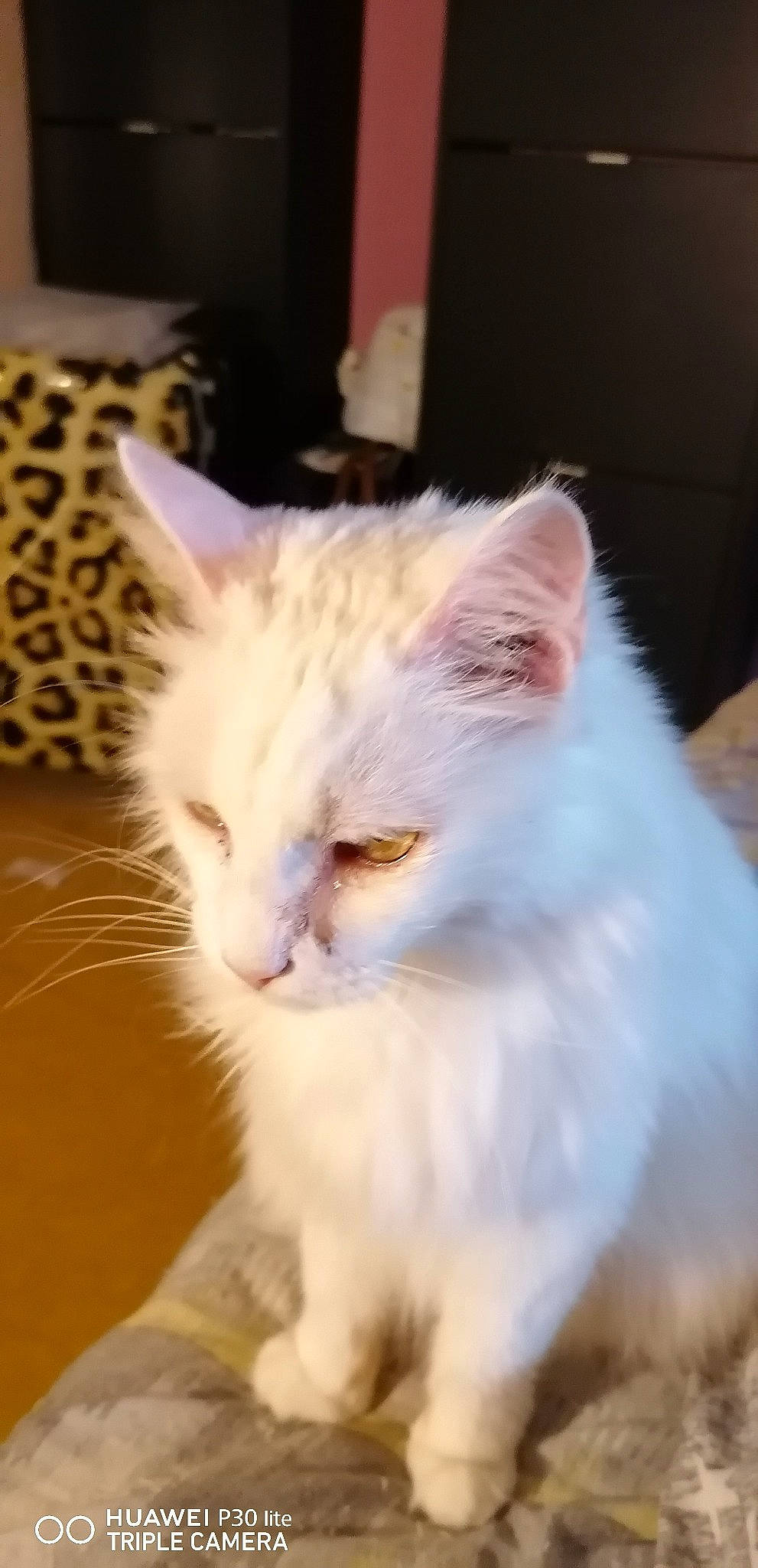 Bengie a rejoint le concours — aidez-le/la à gagner de superbes lots ! carnivore, cat, claw, comfort, domestic_short_haired_cat, eye, fawn, felidae, fur, iris, paw, sitting, small_to_medium_sized_cats, snout, tail, whiskers, window, wood