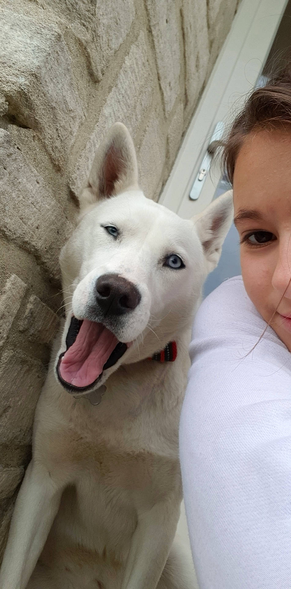 öny participe au concours pour gagner de l'argent avec cette photo : akita_inu, berger_blanc_suisse, canaan_dog, canidae, carnivore, dog, dog_breed, eye, eyebrow, kishu, korean_jindo_dog, labrador_husky, mammal, non_sporting_group, nose, pungsan_dog, rare_breed_dog, snout, vertebrate, white_shepherd