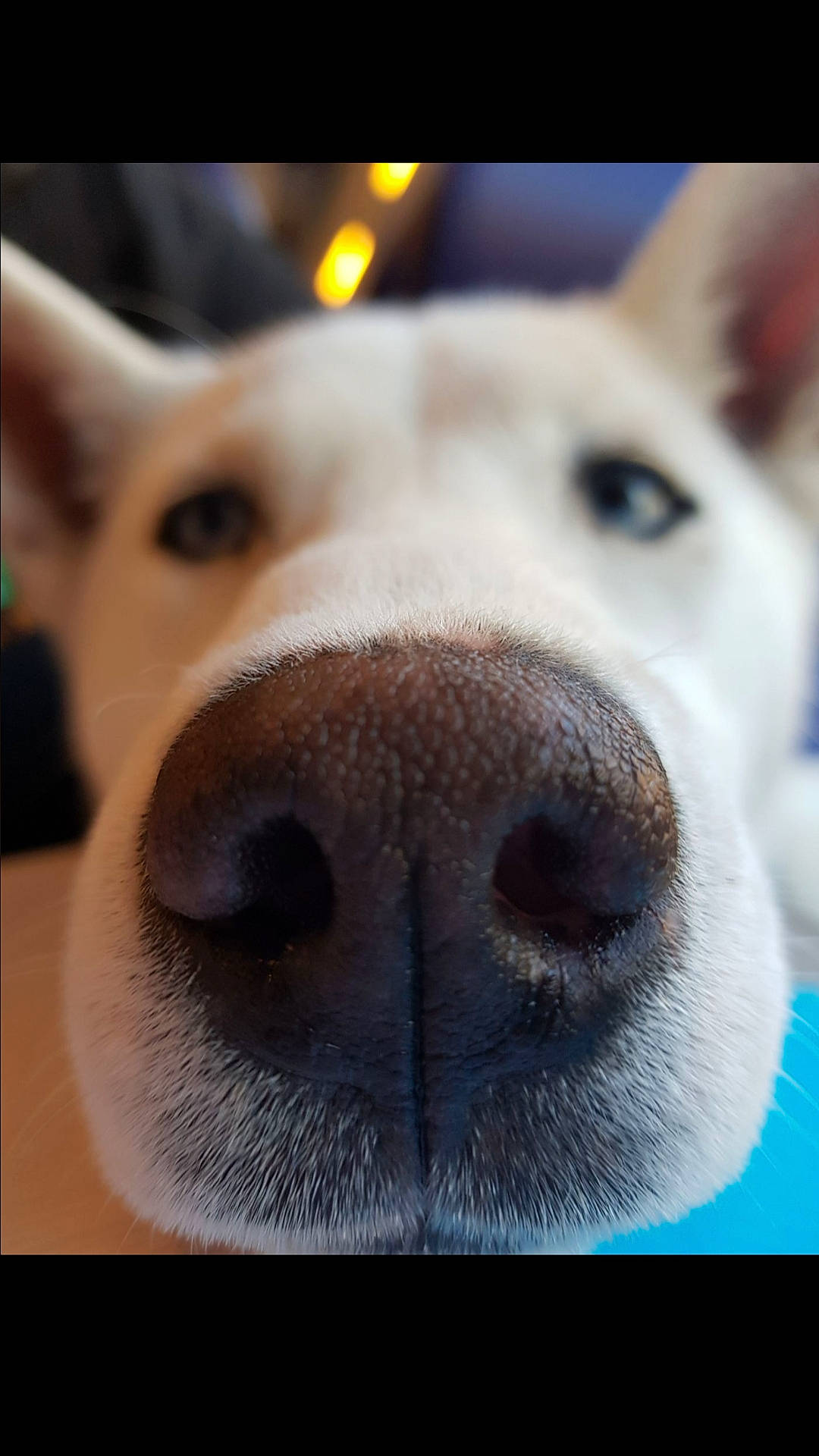 öny a rejoint le concours — aidez-le/la à gagner de superbes lots ! berger_blanc_suisse, canaan_dog, canidae, carnivore, close_up, dog, dog_breed, kishu, korean_jindo_dog, labrador_husky, mammal, non_sporting_group, norwegian_buhund, nose, photo_caption, photography, snout, vertebrate, whiskers, white_shepherd