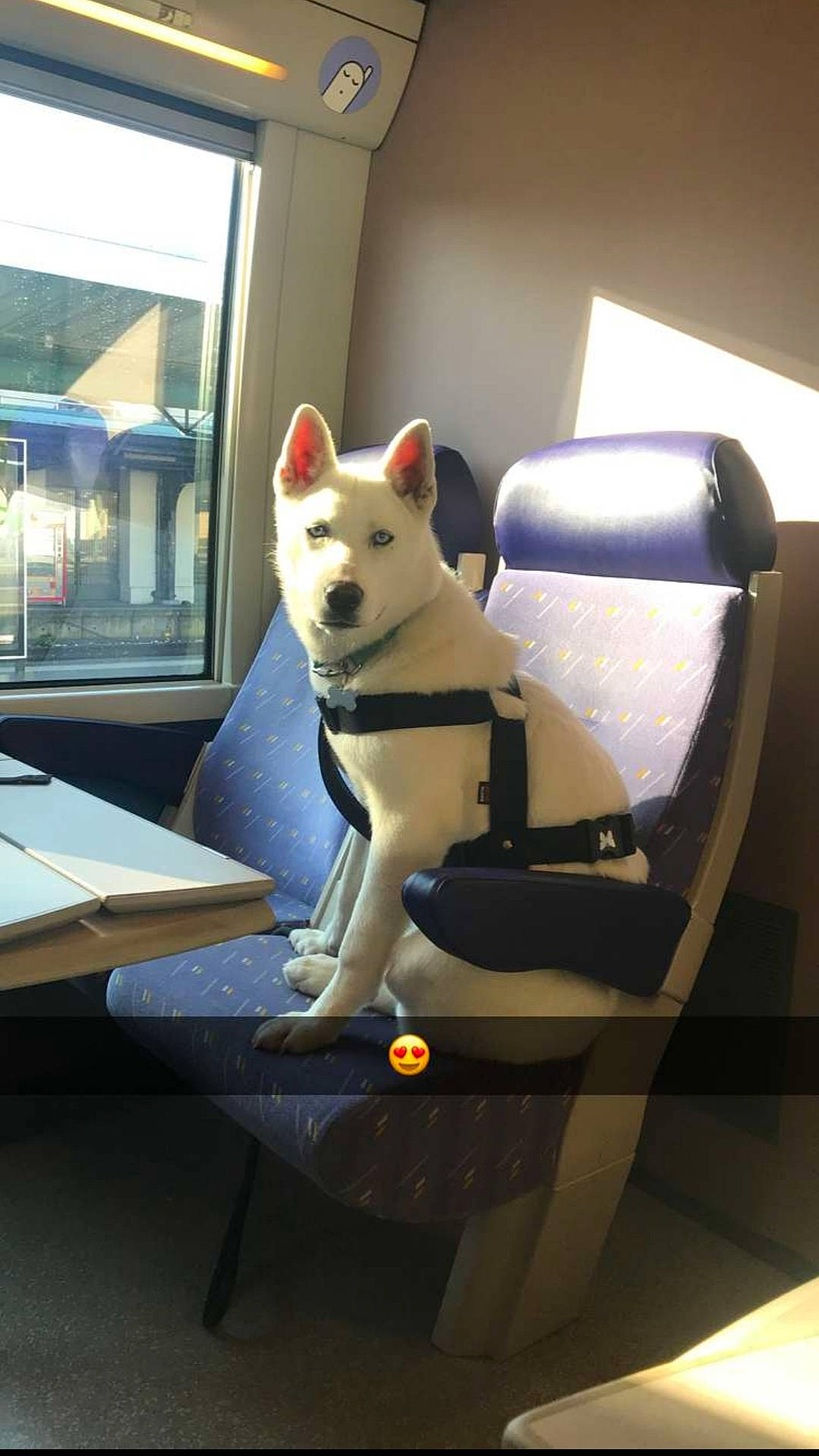 öny a rejoint le concours — aidez-le/la à gagner de superbes lots ! akita_inu, canidae, carnivore, chair, companion_dog, dog, dog_breed, furniture, interior_design, korean_jindo_dog, non_sporting_group, norwegian_buhund, table