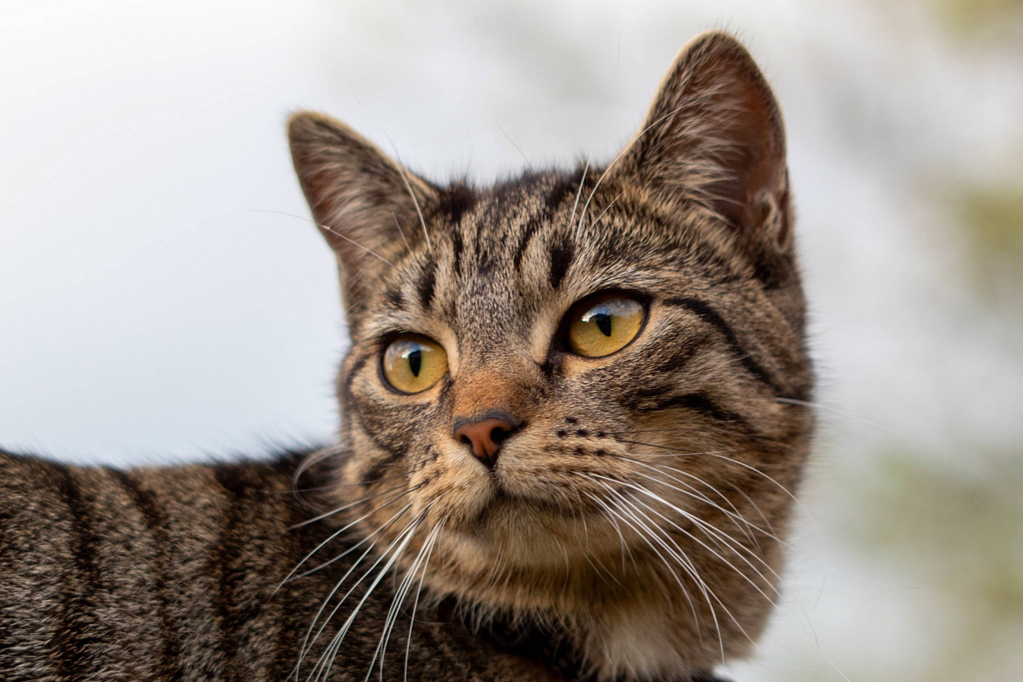 Cyrus joined the competition — help win amazing prizes! carnivore, cat, domestic_short_haired_cat, felidae, fur, grass, small_to_medium_sized_cats, snout, terrestrial_animal, tree, whiskers, wildlife