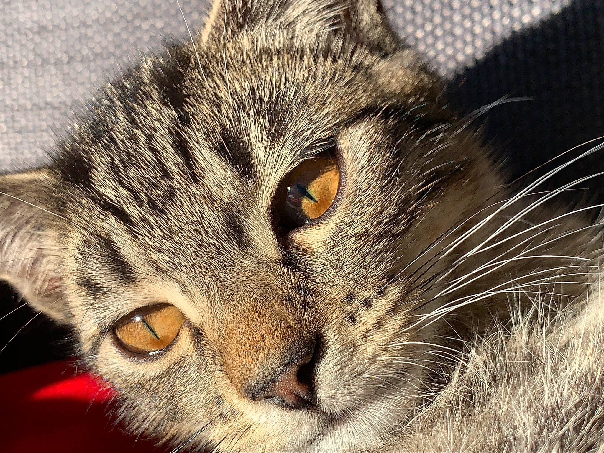 Cyrus is registered to the contest to win money with this photo: art, bobcat, carnivore, cat, domestic_short_haired_cat, eye, felidae, fur, grass, head, lynx, paw, photo_caption, small_to_medium_sized_cats, snout, terrestrial_animal, tree, whiskers, wildlife