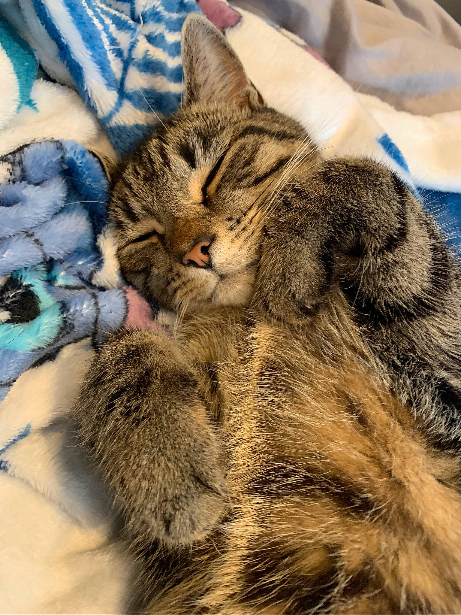 Cyrus is registered to the contest to win money with this photo: carnivore, cat, claw, comfort, domestic_short_haired_cat, felidae, fur, linens, nap, paw, sleep, small_to_medium_sized_cats, snout, tail, terrestrial_animal, vertebrate, whiskers, wildlife