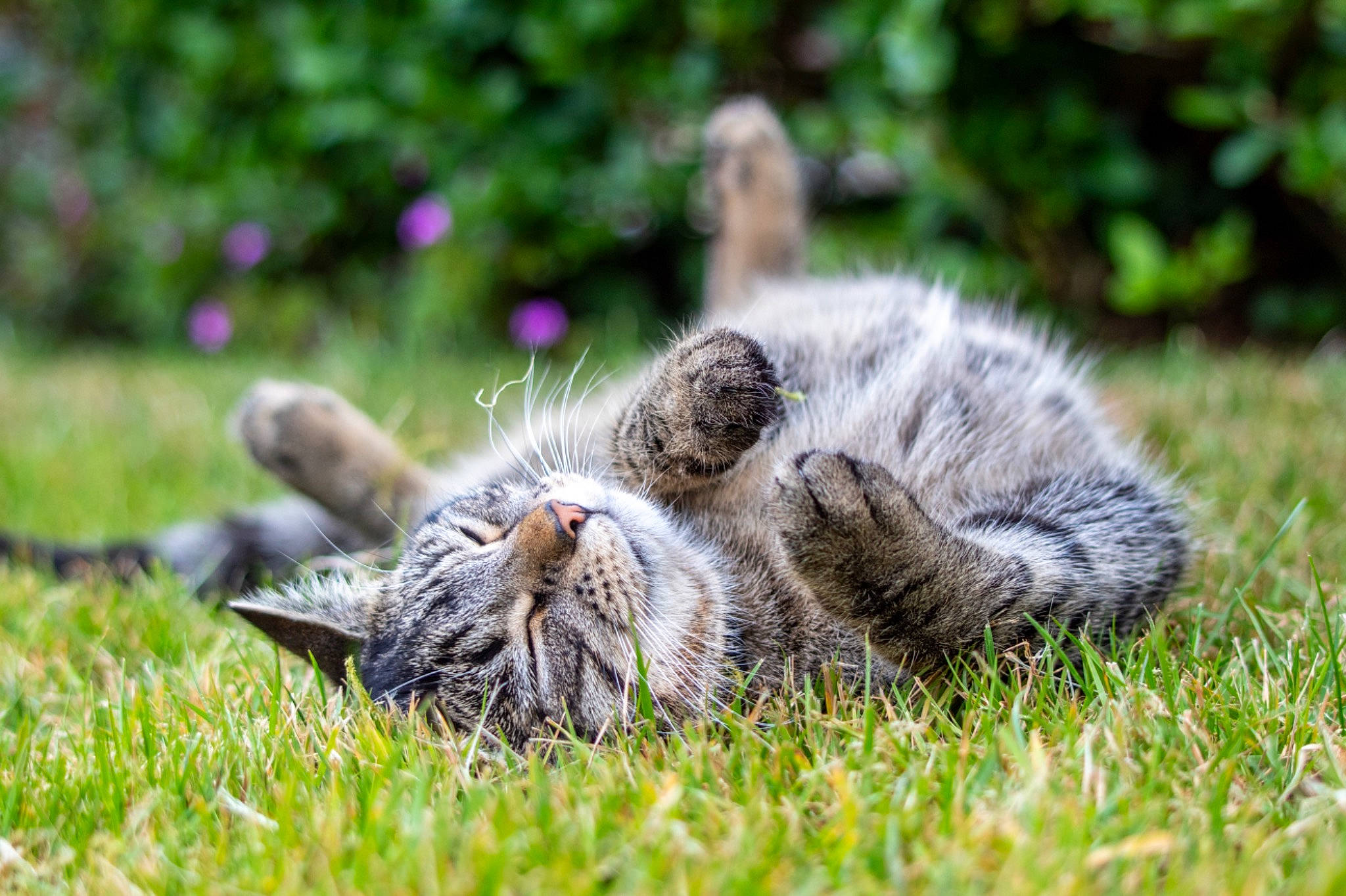 Cyrus is registered to the contest to win money with this photo: carnivore, cat, claw, domestic_short_haired_cat, felidae, fur, grass, grassland, groundcover, paw, plant, small_to_medium_sized_cats, snout, tail, terrestrial_animal, whiskers, wildlife