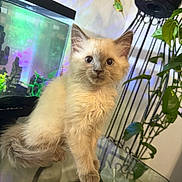 Baby is registered to the contest to win money with this photo: animal, aquarium, blue_eyes, cat, curious, cute, domestic, ears, feline, fish_tank, fluffy, glass_table, greenery, indoor, kitten, pet, plant, table, whiskers, young
