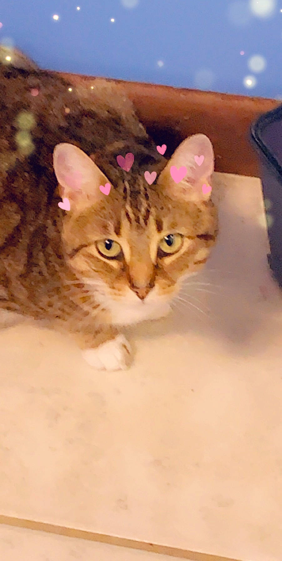 Cheetah is registered to the contest to win money with this photo: aegean_cat, arabian_mau, asian, bengal, carnivore, cat, chausie, domestic_short_haired_cat, european_shorthair, eye, felidae, kitten, mammal, ocicat, oriental_longhair, small_to_medium_sized_cats, snout, tabby_cat, vertebrate, whiskers