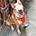 Roxy