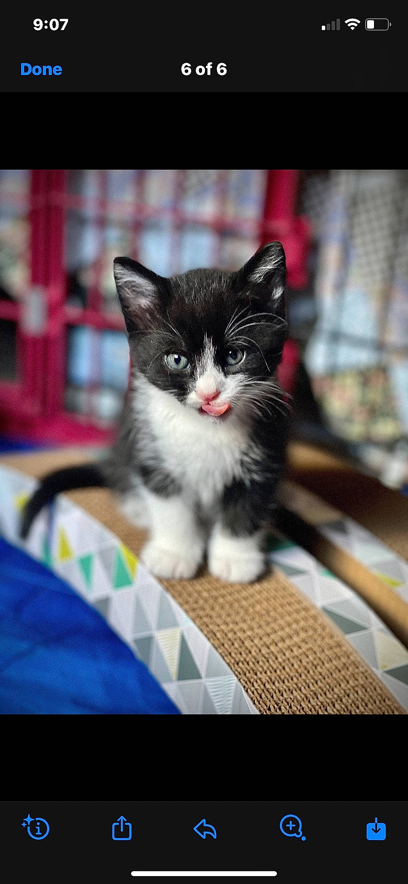 Logan joined the competition — help win amazing prizes! box, carnivore, cat, domestic_short_haired_cat, felidae, fur, paw, photo_caption, rectangle, sitting, small_to_medium_sized_cats, snout, tail, tree, whiskers