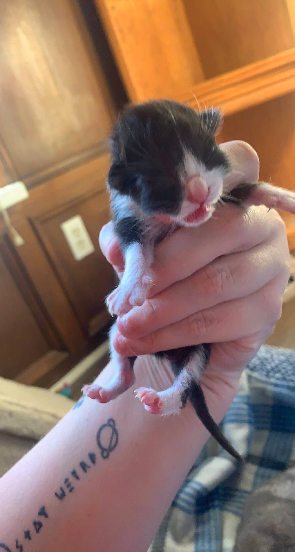 Logan joined the competition — help win amazing prizes! carnivore, cat, claw, domestic_short_haired_cat, felidae, finger, foot, fur, gesture, nail, paw, small_to_medium_sized_cats, snout, tail, thumb, whiskers, wrist