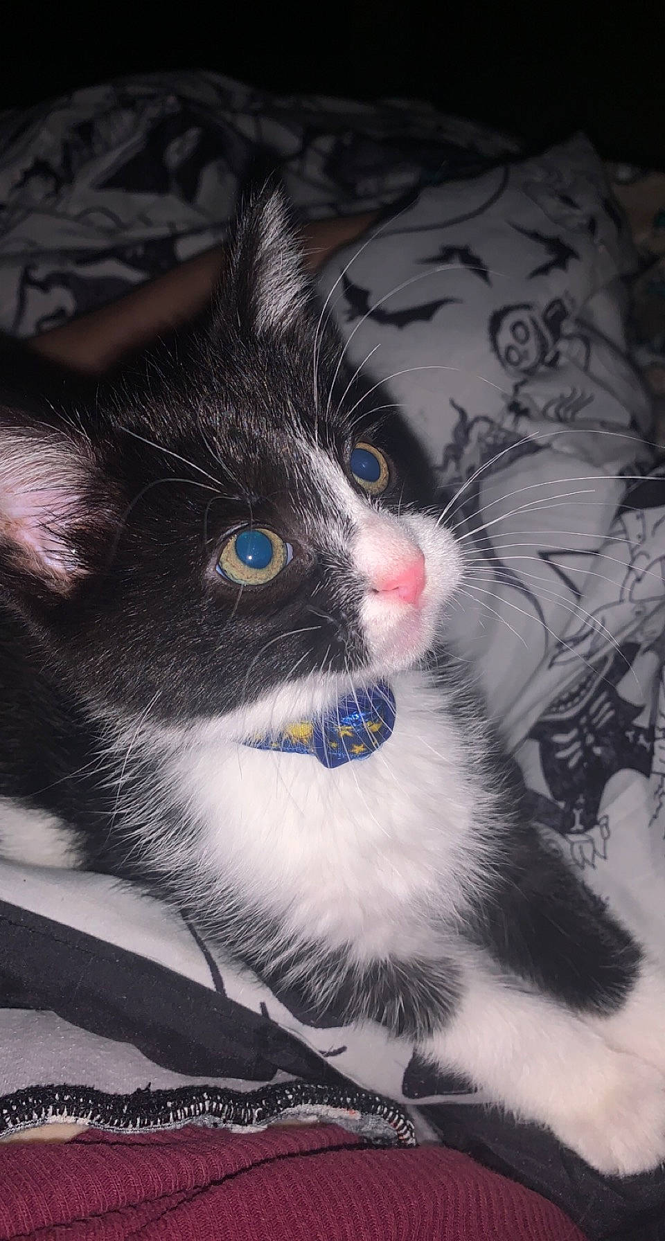 Logan joined the competition — help win amazing prizes! black_cat, carnivore, cat, domestic_short_haired_cat, ear, electric_blue, eye, eyelash, felidae, fur, head, iris, monochrome_photography, nose, paw, sitting, small_to_medium_sized_cats, snout, tail, whiskers