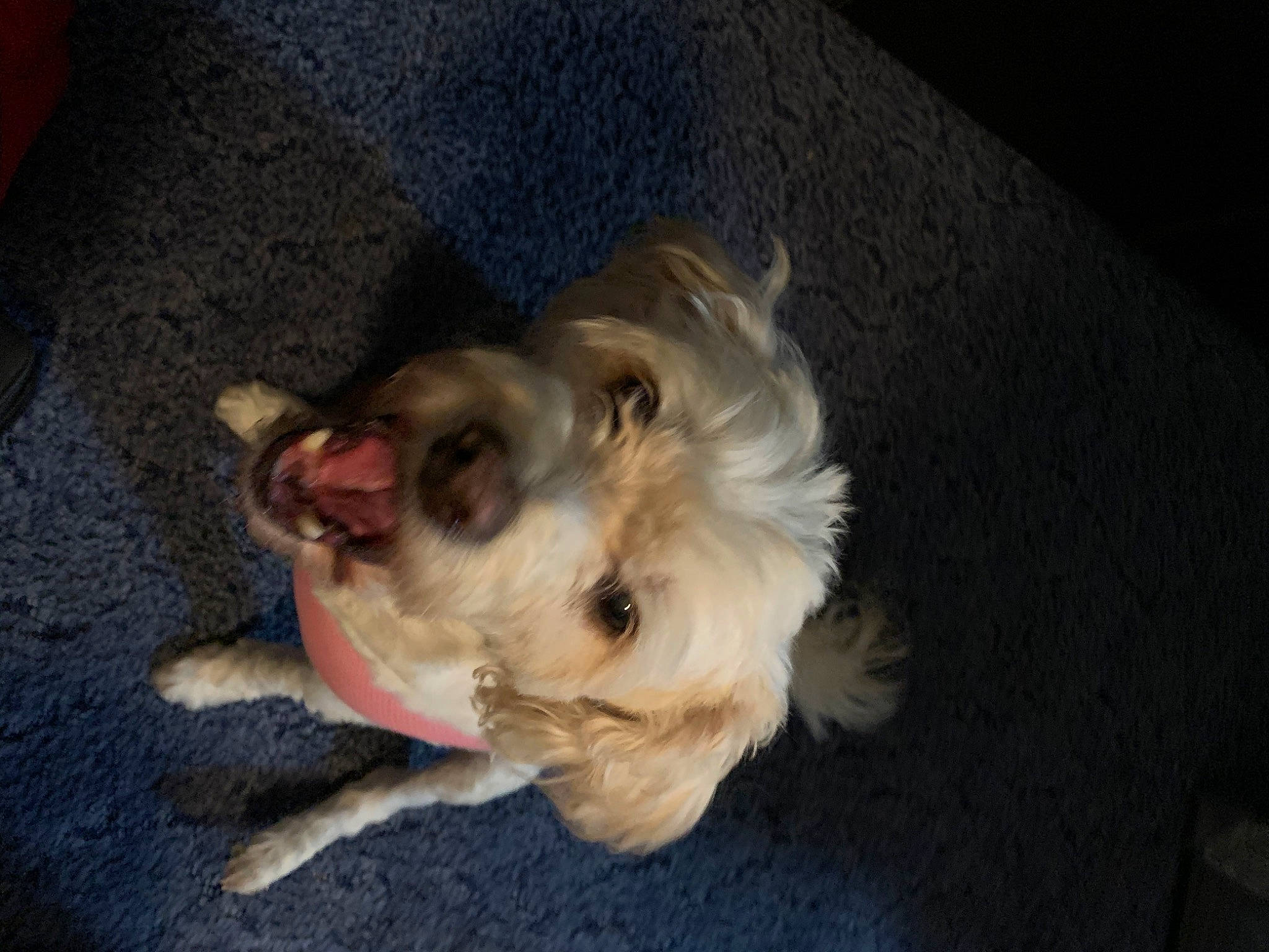 Biscuit is registered to the contest to win money with this photo: canidae, carnivore, companion_dog, dog, dog_breed, dog_supply, fawn, fur, non_sporting_group, paw, puppy, puppy_love, small_terrier, sporting_group, terrier, toy_dog, whiskers, working_animal