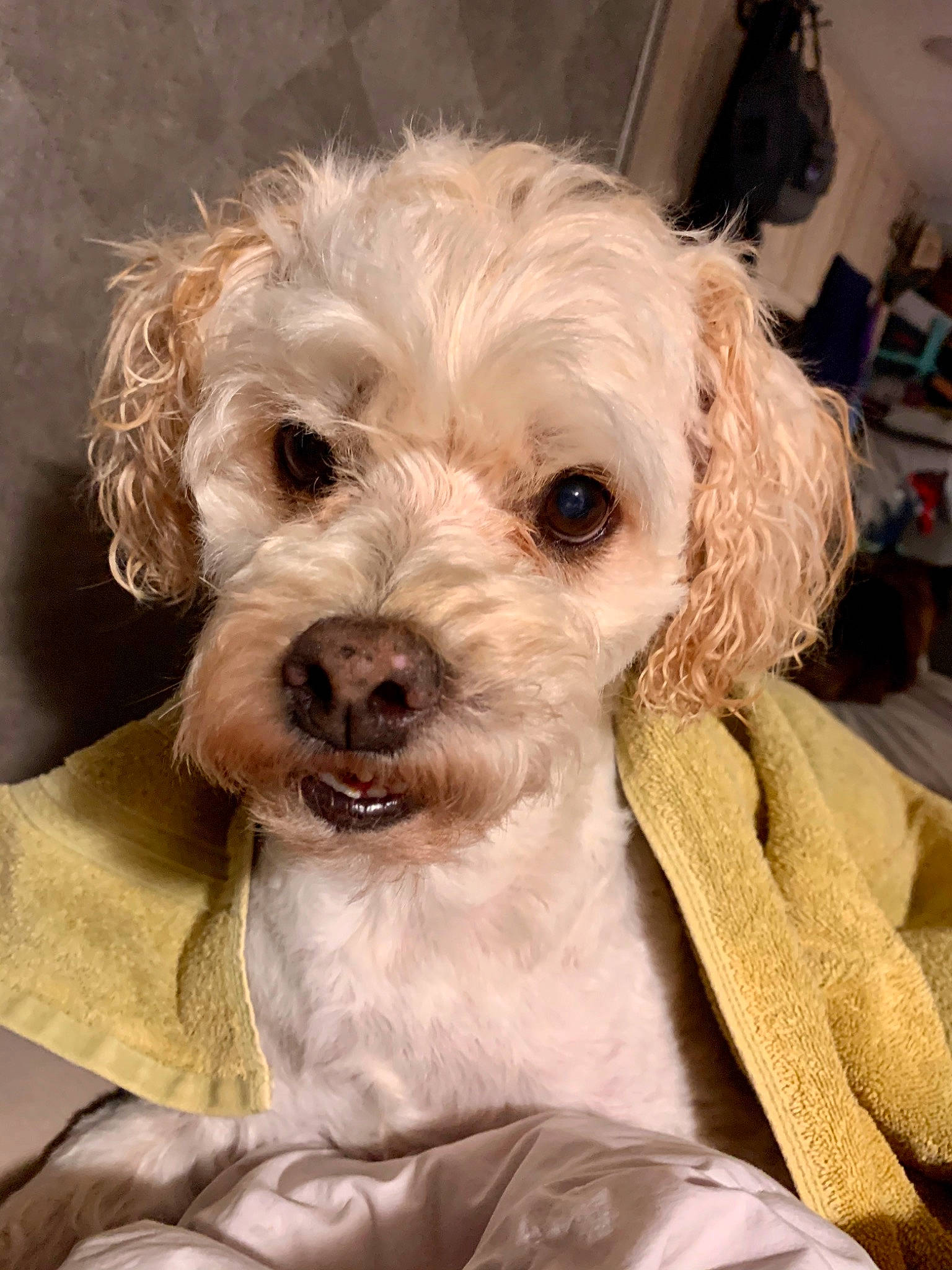 Biscuit is registered to the contest to win money with this photo: canidae, car_seat_cover, carnivore, companion_dog, dog, dog_breed, dog_collar, fur, glasses, maltepoo, non_sporting_group, snout, sporting_group, toy_dog, water_dog, working_animal
