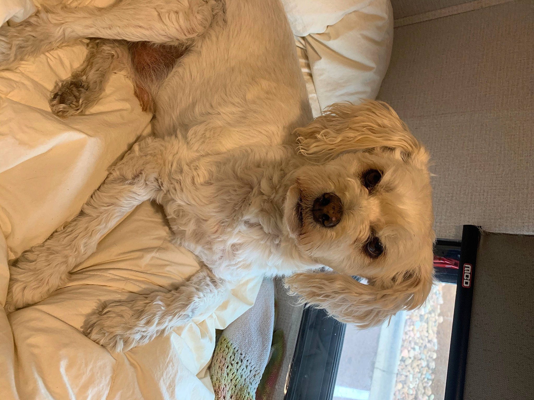 Biscuit is registered to the contest to win money with this photo: canidae, carnivore, comfort, companion_dog, dog, dog_breed, fawn, feather, felidae, fur, small_terrier, small_to_medium_sized_cats, snout, sporting_group, stuffed_toy, terrier, toy_dog, whiskers, wood