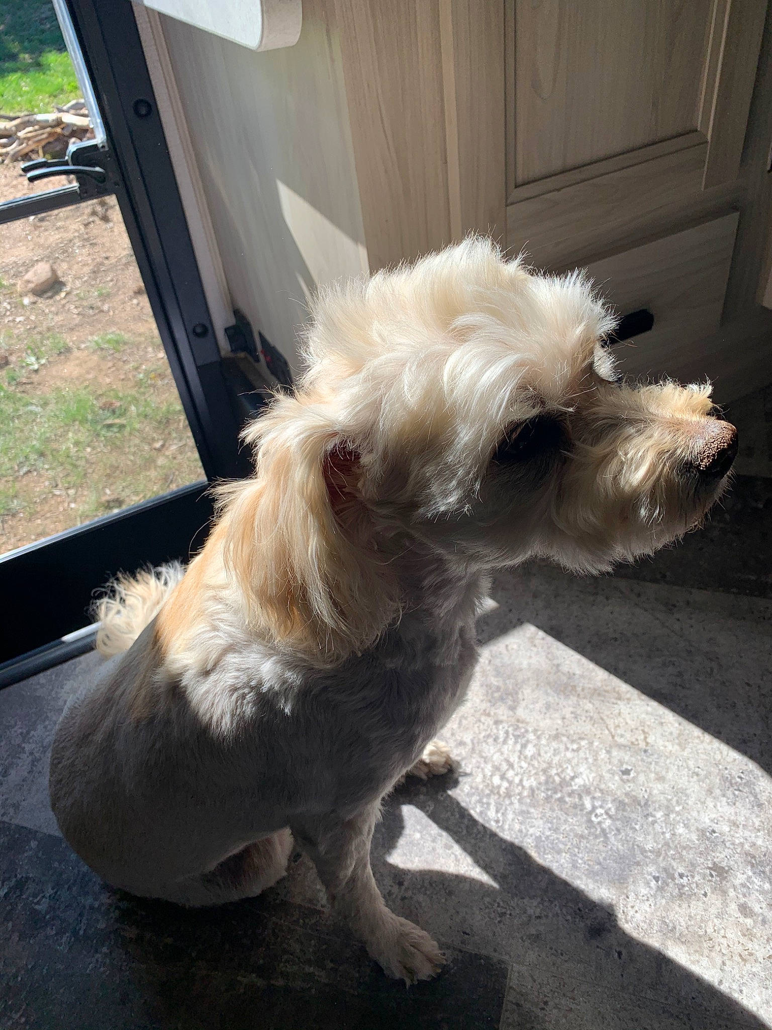 Biscuit joined the competition — help win amazing prizes! canidae, carnivore, companion_dog, dog, dog_breed, fawn, flooring, fur, liver, non_sporting_group, plant, road_surface, small_terrier, snout, sporting_group, tail, terrier, toy_dog, whiskers, working_animal