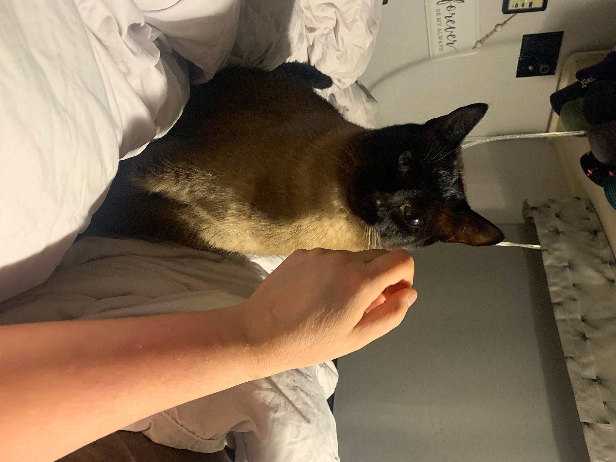 Keaton joined the competition — help win amazing prizes! balinese, black_cat, carnivore, cat, comfort, domestic_short_haired_cat, ear, elbow, felidae, fur, gesture, human_leg, nail, room, small_to_medium_sized_cats, tail, thai, whiskers