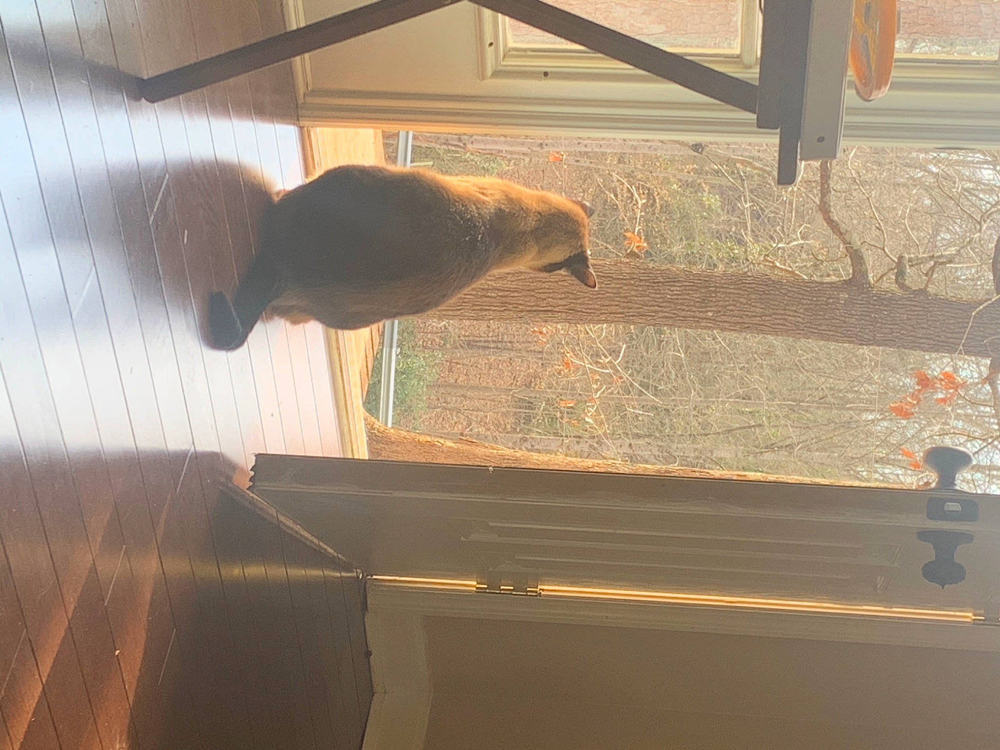 Keaton is registered to the contest to win money with this photo: beam, ceiling, composite_material, fawn, fin, fish, hardwood, metal, pet_supply, plywood, rectangle, room, shade, shadow, tail, terrestrial_animal, tints_and_shades, vegetable, wood, wood_stain