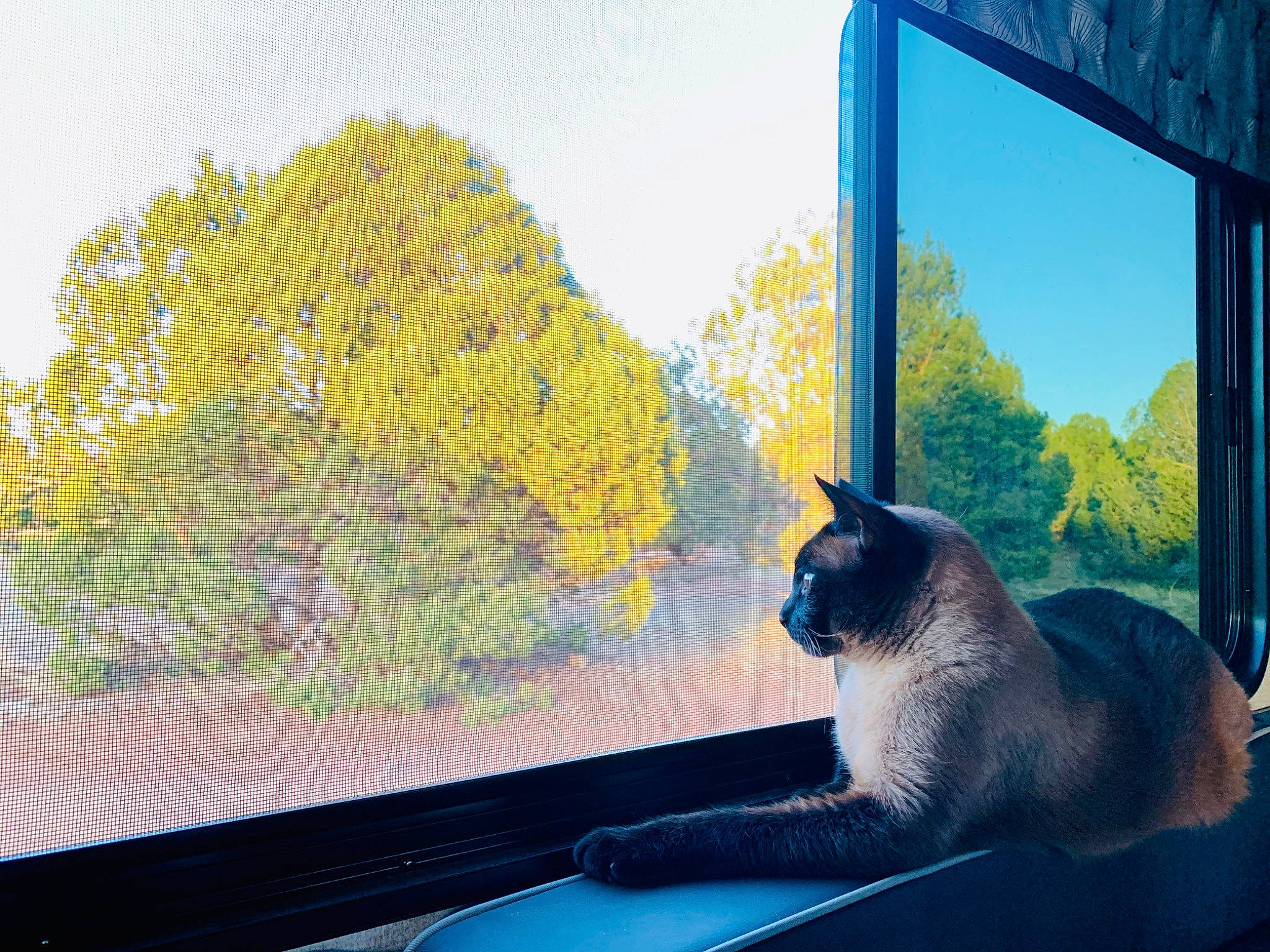 Keaton joined the competition — help win amazing prizes! blue, carnivore, cat, comfort, fawn, felidae, grass, green, house, line, plant, rectangle, shade, sky, small_to_medium_sized_cats, tints_and_shades, tree, vertebrate, whiskers, window