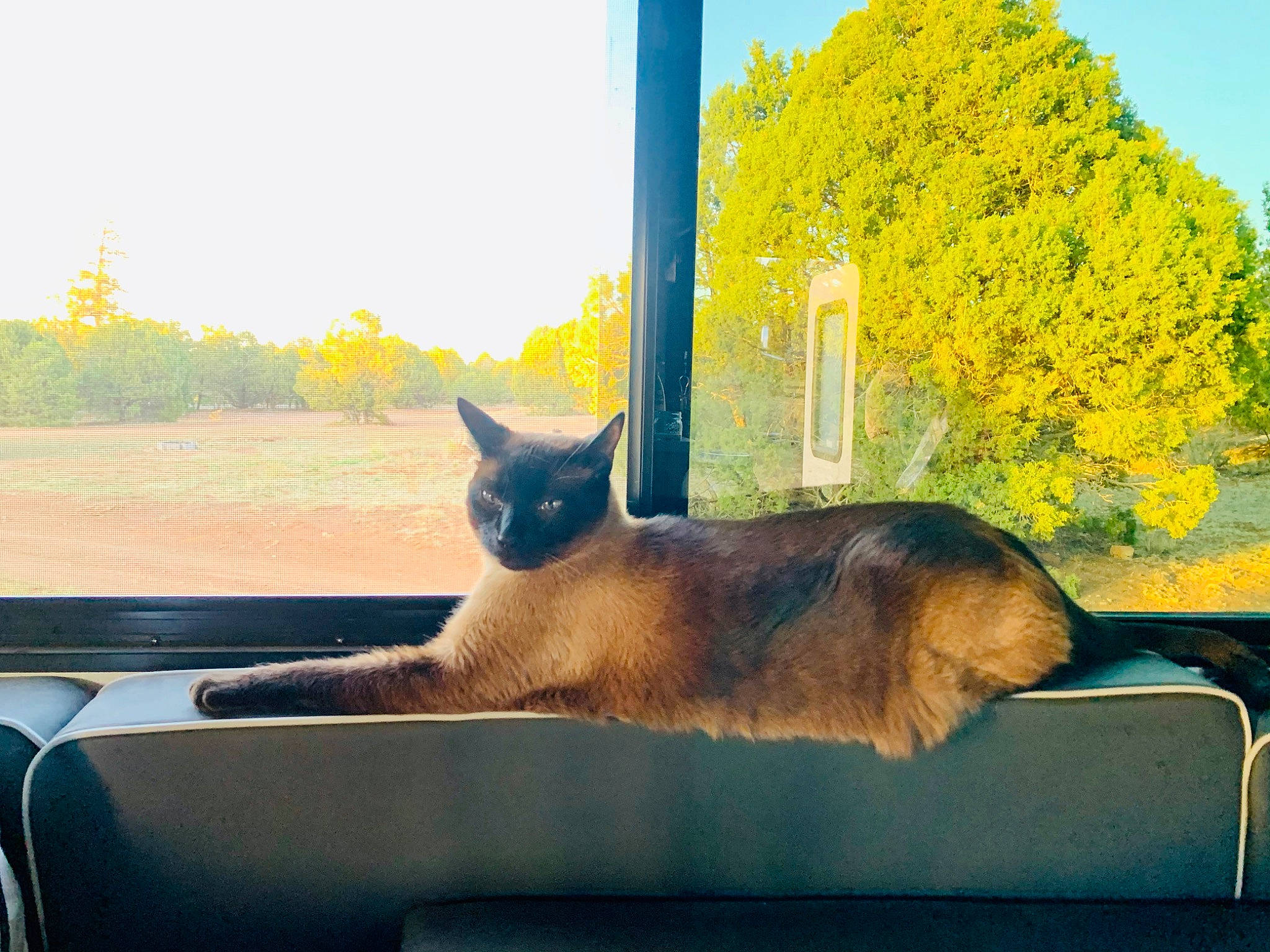 Keaton is registered to the contest to win money with this photo: balinese, carnivore, cat, fawn, felidae, grass, line, morning, plant, rectangle, roof, shade, sky, small_to_medium_sized_cats, sunlight, tail, tints_and_shades, tree, whiskers, window