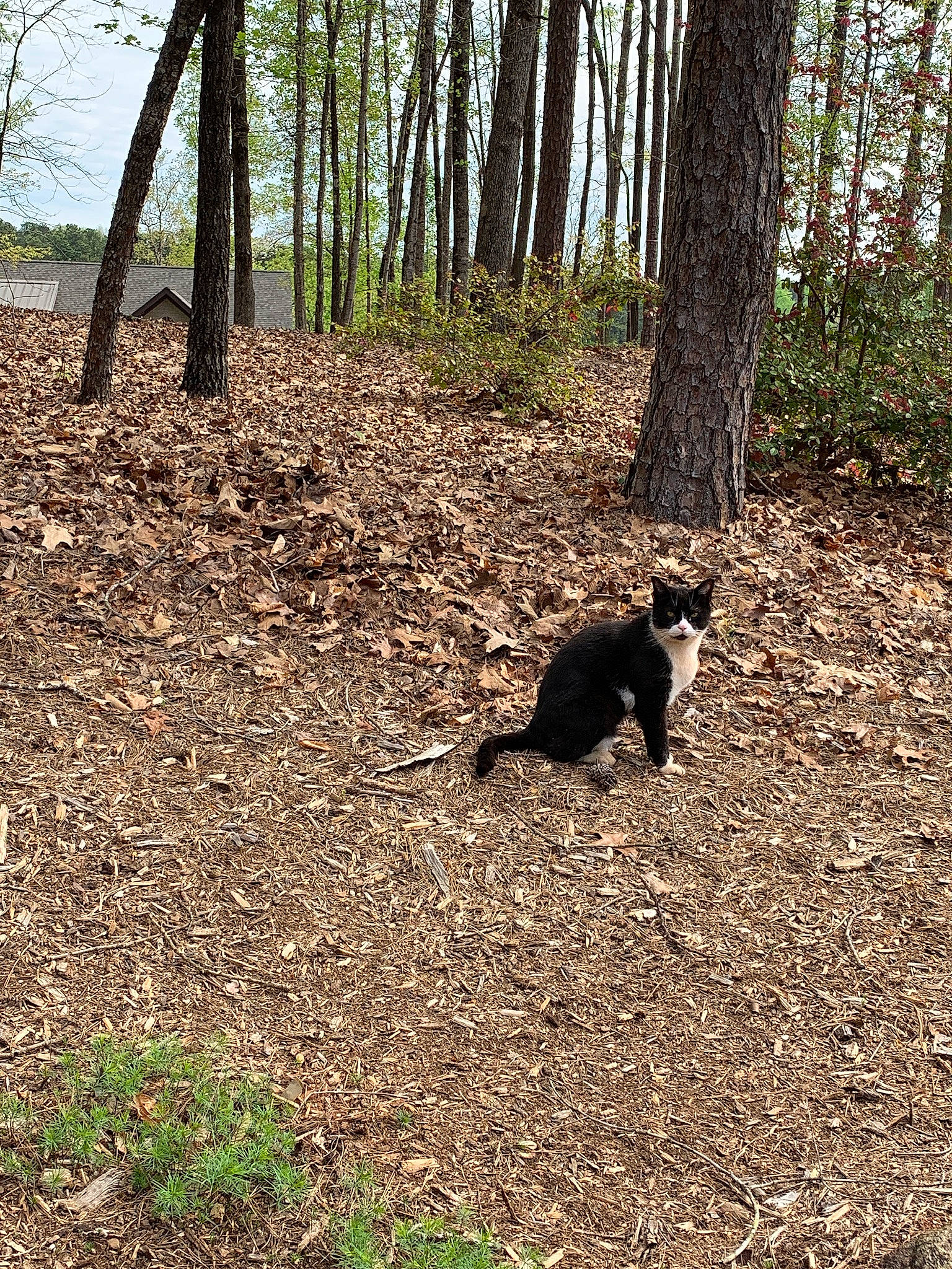 Don Piano joined the competition — help win amazing prizes! carnivore, cat, deciduous, dog_breed, felidae, forest, grass, groundcover, natural_landscape, plant, shade, soil, tail, temperate_broadleaf_and_mixed_forest, terrestrial_animal, tints_and_shades, tree, trunk, wood, woodland