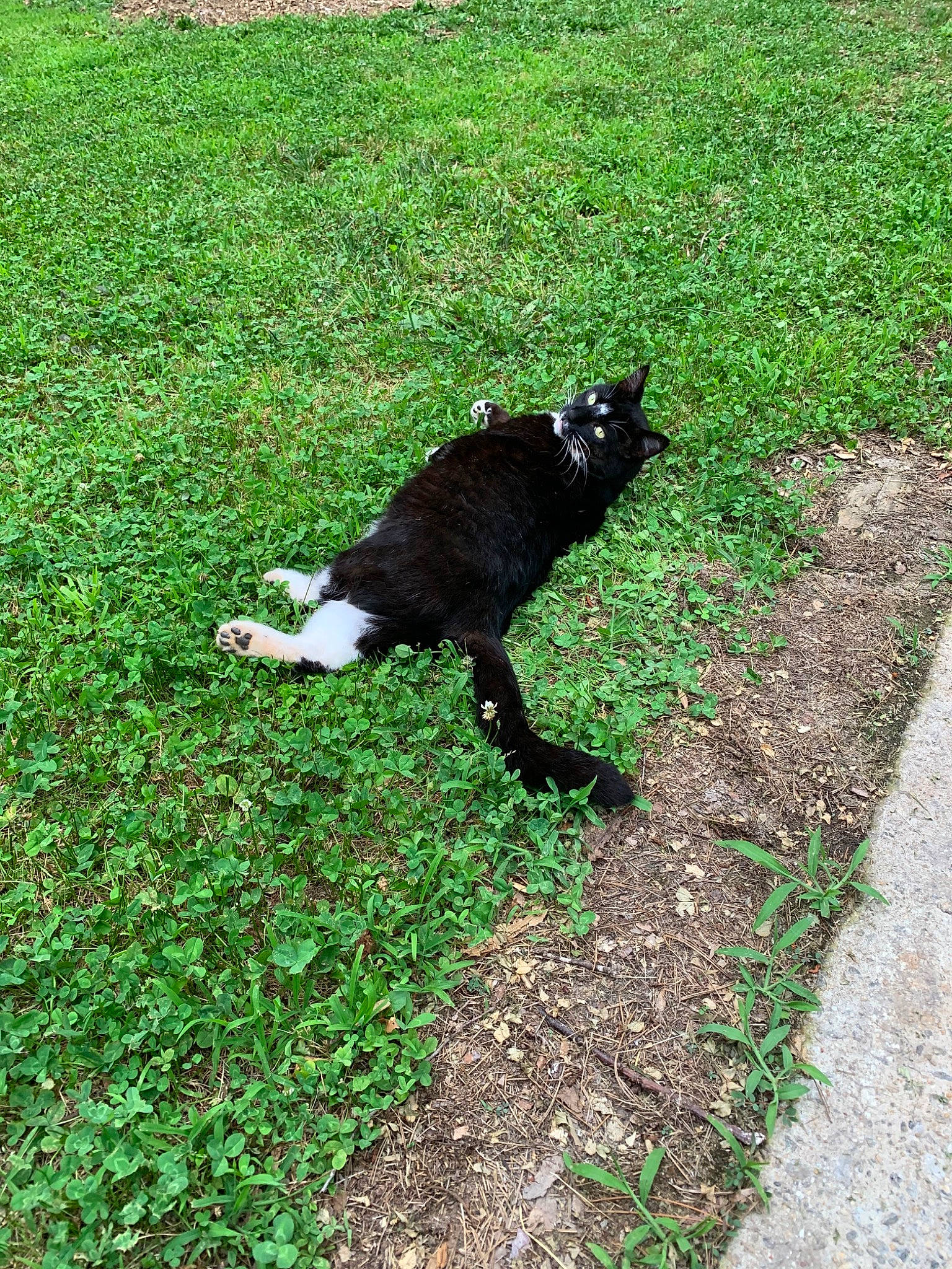 Don Piano joined the competition — help win amazing prizes! beak, canidae, carnivore, cat, crow_like_bird, dog_breed, felidae, grass, green, groundcover, lawn, pasture, plant, shadow, small_to_medium_sized_cats, soil, sporting_group, tail, terrestrial_animal, tints_and_shades