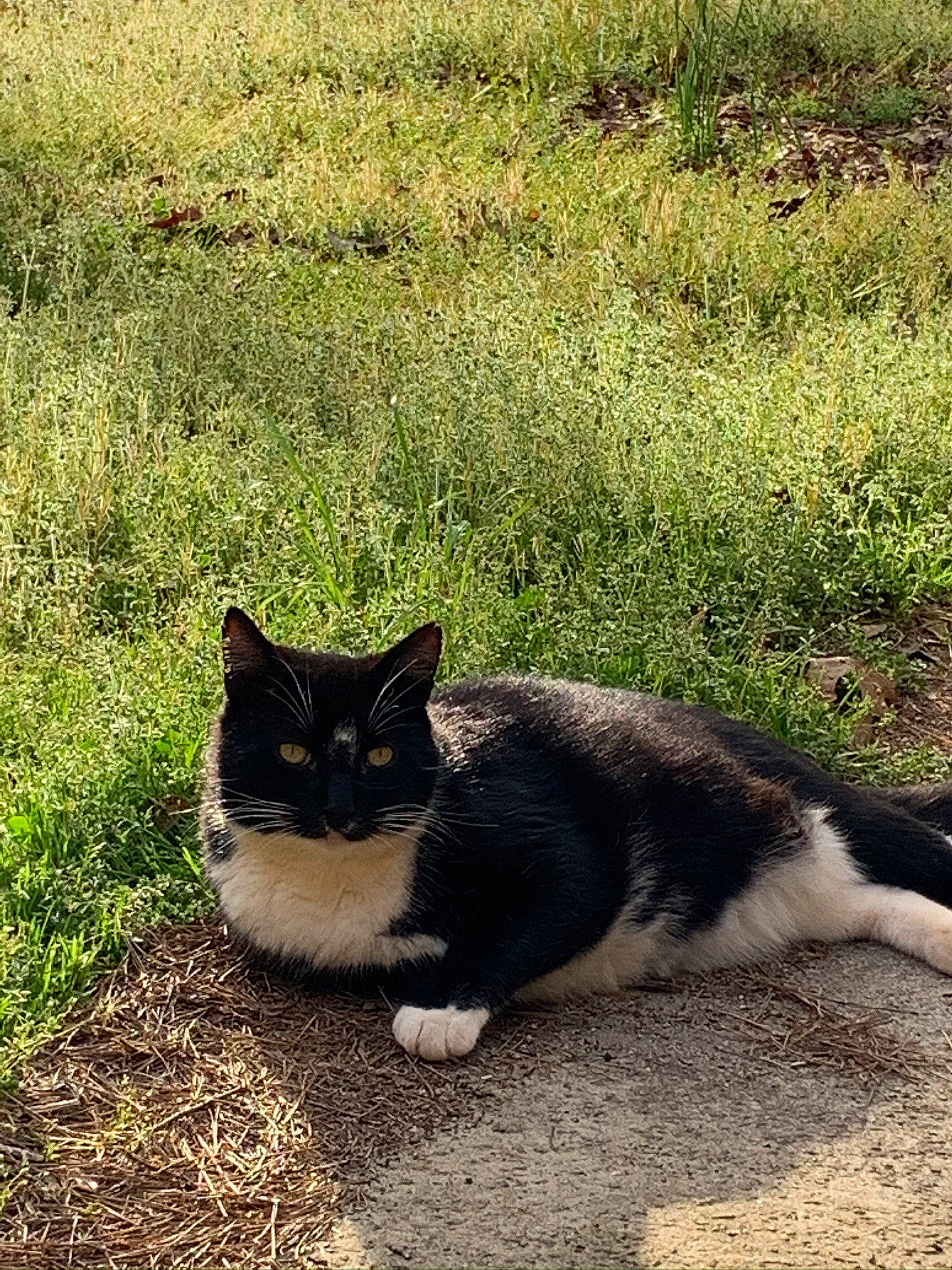 Don Piano joined the competition — help win amazing prizes! asphalt, carnivore, cat, domestic_short_haired_cat, felidae, fur, grass, grass_family, grassland, grey, groundcover, landscape, plant, road_surface, small_to_medium_sized_cats, snout, soil, tail, terrestrial_animal, whiskers