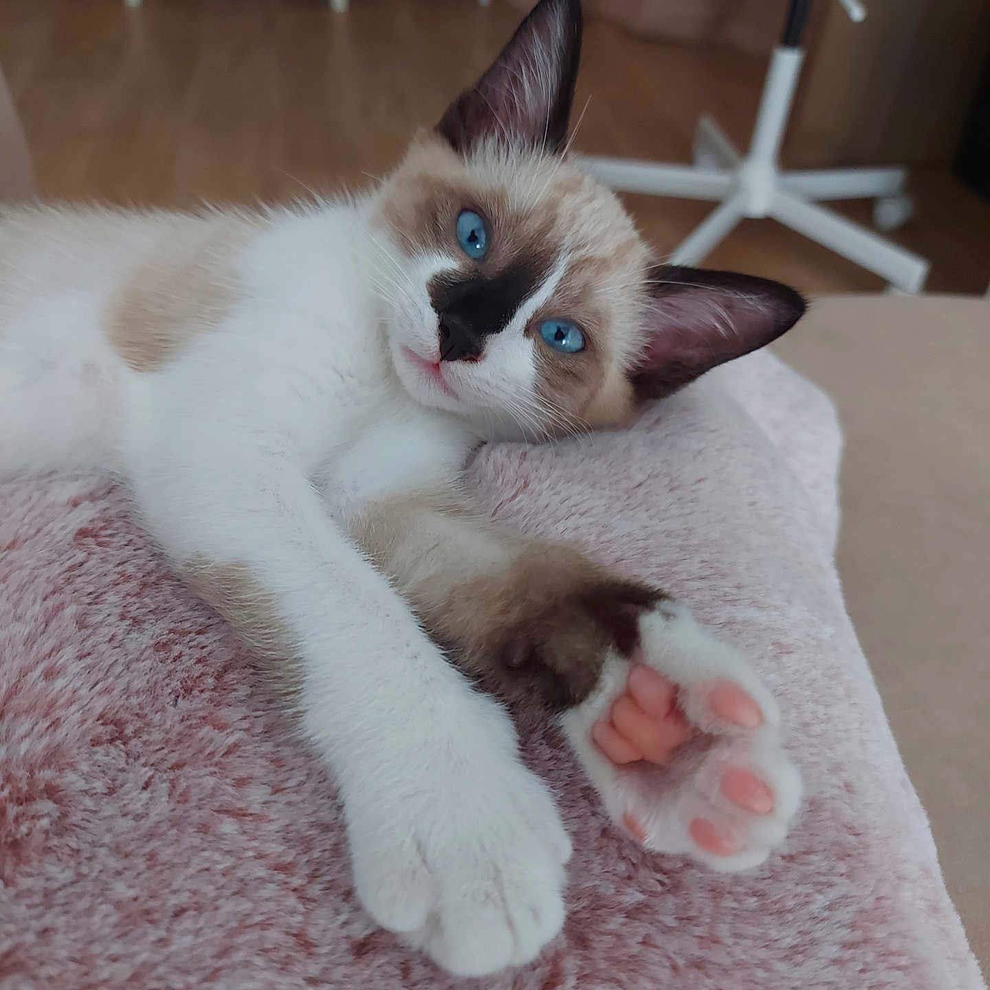 Zéphyr a rejoint le concours — aidez-le/la à gagner de superbes lots ! animal, background, blue_eyes, cat, chair, close_up, cozy, cute, ears, feline, floor, fur, indoor, paw, pet, pink_blanket, relaxed, soft_texture, stretching, whiskers