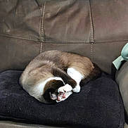 King is registered to the contest to win money with this photo: black_blanket, brown_fur, cat, color_point, couch, cozy, curled_up, cushion, fur, home_interior, indoor, napping, paw, paw_pads, pet, pet_bed, relaxed, sleeping_cat, upholstery, white_paws