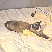 King is registered to the contest to win money with this photo: cat, bed, comforter, plush_toy, yellow_toy, sleeping_cat, indoor, feline, pet, resting, white_bedding, cozy, relaxing, stuffed_animal, animal, fur, cute, domestic_cat, soft, quiet