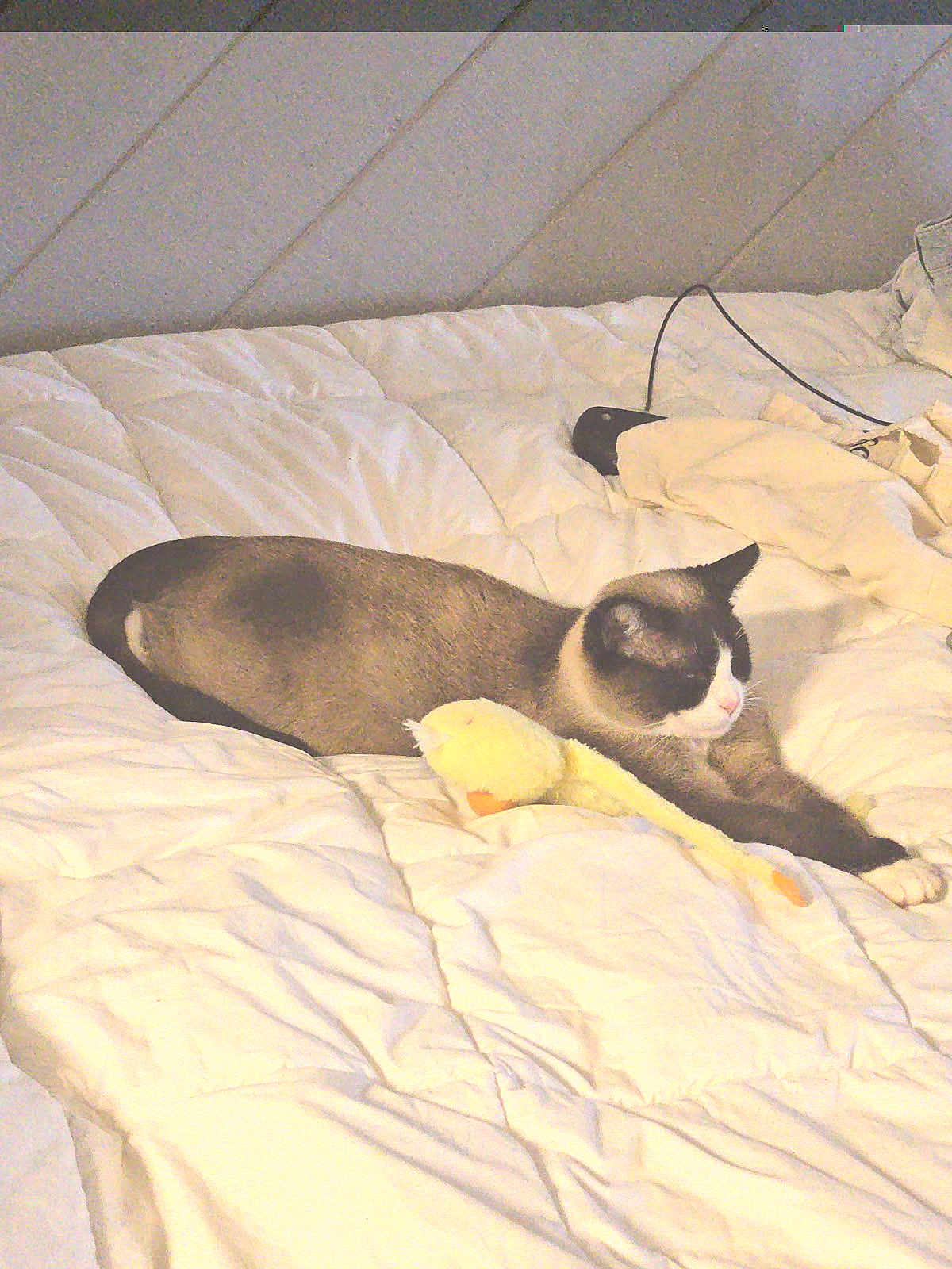 King is registered to the contest to win money with this photo: cat, bed, comforter, plush_toy, yellow_toy, sleeping_cat, indoor, feline, pet, resting, white_bedding, cozy, relaxing, stuffed_animal, animal, fur, cute, domestic_cat, soft, quiet