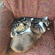 King joined the competition — help win amazing prizes! armchair, cat, closeup, comfort, companion, cozy, cuddling, cute, domestic_animal, friendship, fur, indoor, nap, paisley_pattern, pet, resting, siamese_cat, sleeping, tabby_cat, two_animals