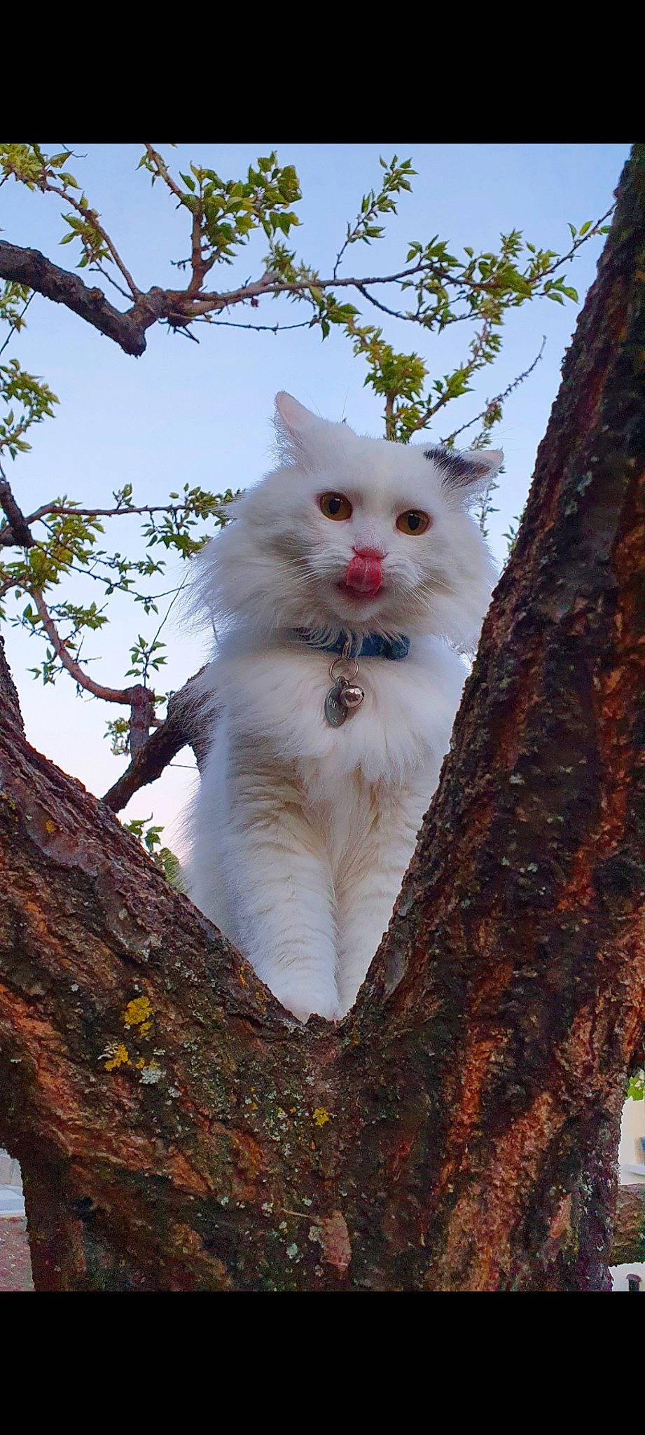 Bidule participe au concours pour gagner de l'argent avec cette photo : branch, carnivore, cat, domestic_short_haired_cat, eye, fawn, felidae, fur, iris, plant, sky, small_to_medium_sized_cats, snout, tail, tree, trunk, twig, whiskers, wood