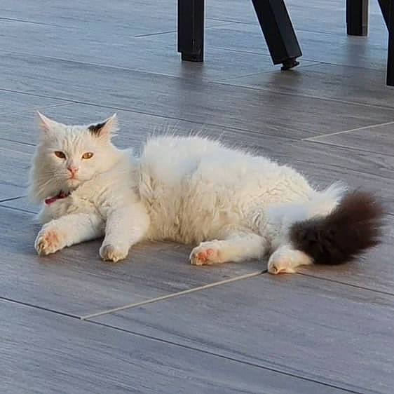 Bidule participe au concours pour gagner de l'argent avec cette photo : carnivore, cat, claw, comfort, domestic_short_haired_cat, felidae, floor, flooring, foot, fur, human_leg, leg, paw, road_surface, sitting, small_to_medium_sized_cats, snout, tail, whiskers, wood