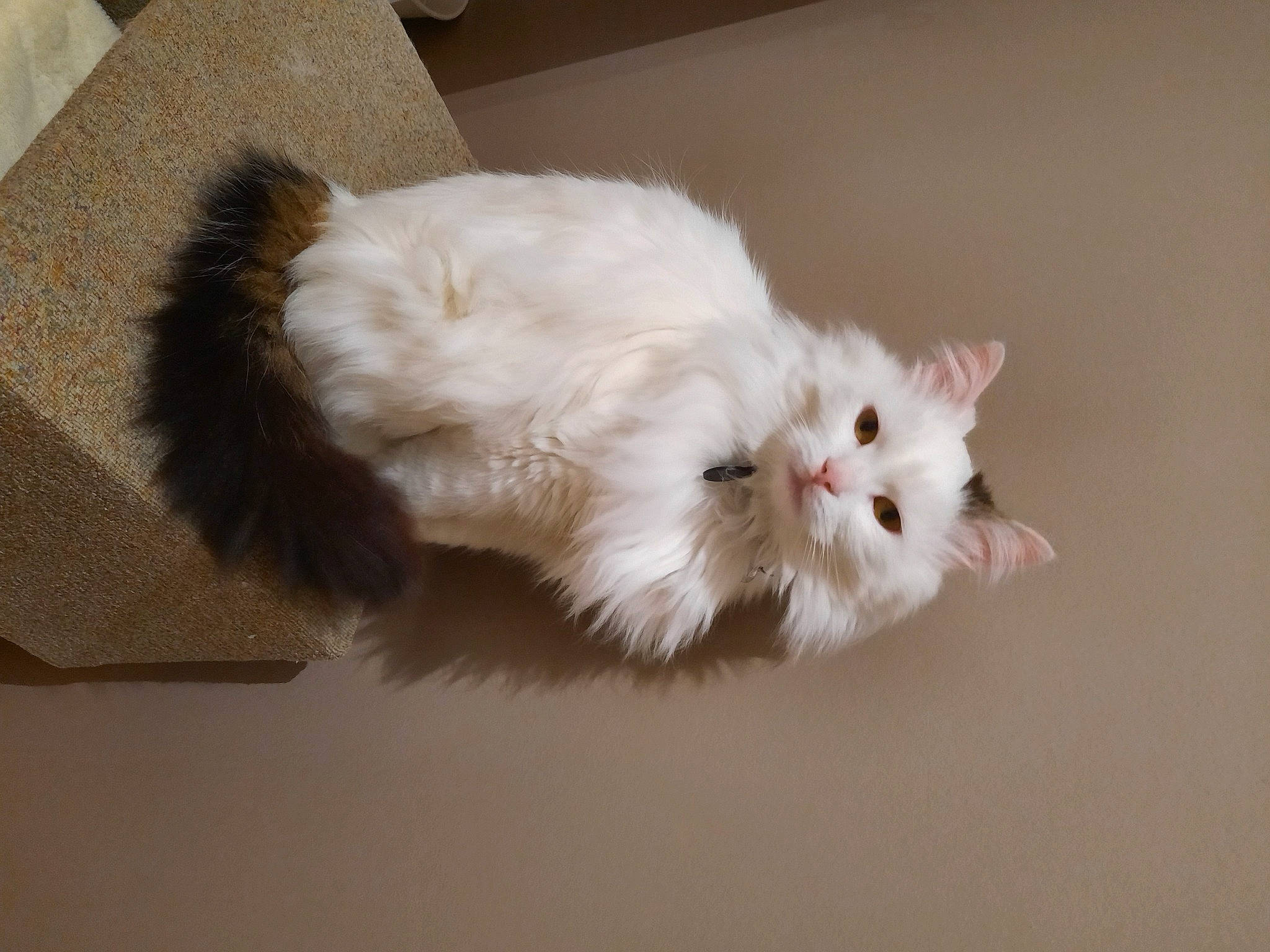 Bidule a rejoint le concours — aidez-le/la à gagner de superbes lots ! british_longhair, carnivore, cat, claw, fawn, felidae, fur, paw, persian, small_to_medium_sized_cats, snout, tail, terrestrial_animal, whiskers