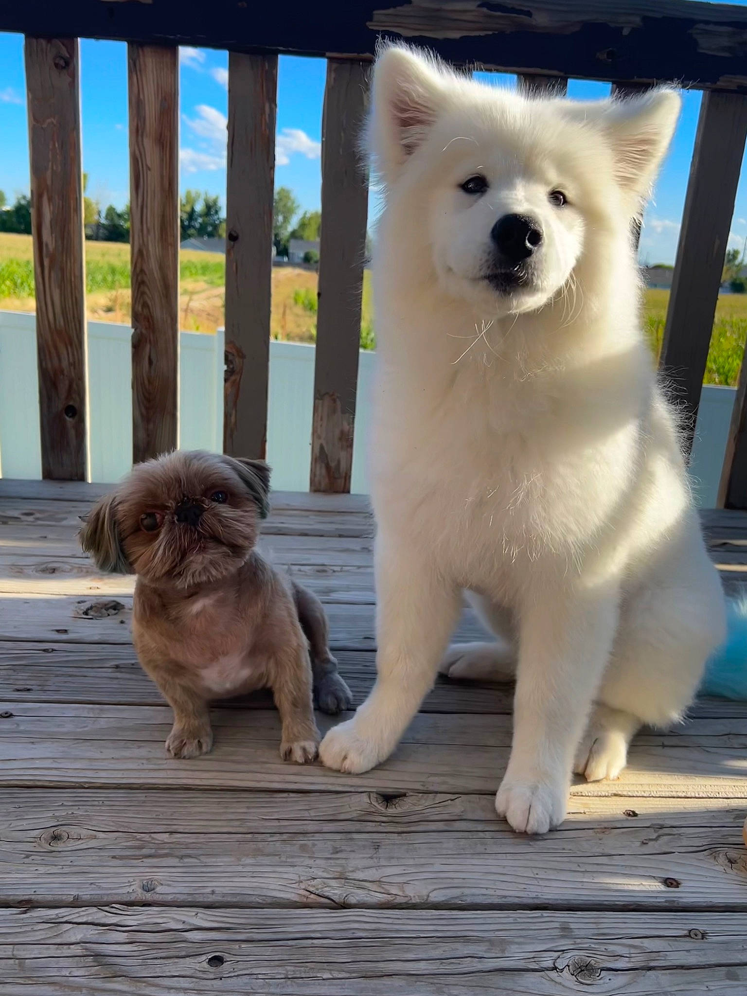 Hero joined the competition — help win amazing prizes! ancient_dog_breeds, canidae, carnivore, cloud, collar, companion_dog, dog, dog_breed, fawn, fur, non_sporting_group, sky, snout, spitz, sporting_group, tail, terrestrial_animal, volpino_italiano, wood, working_animal