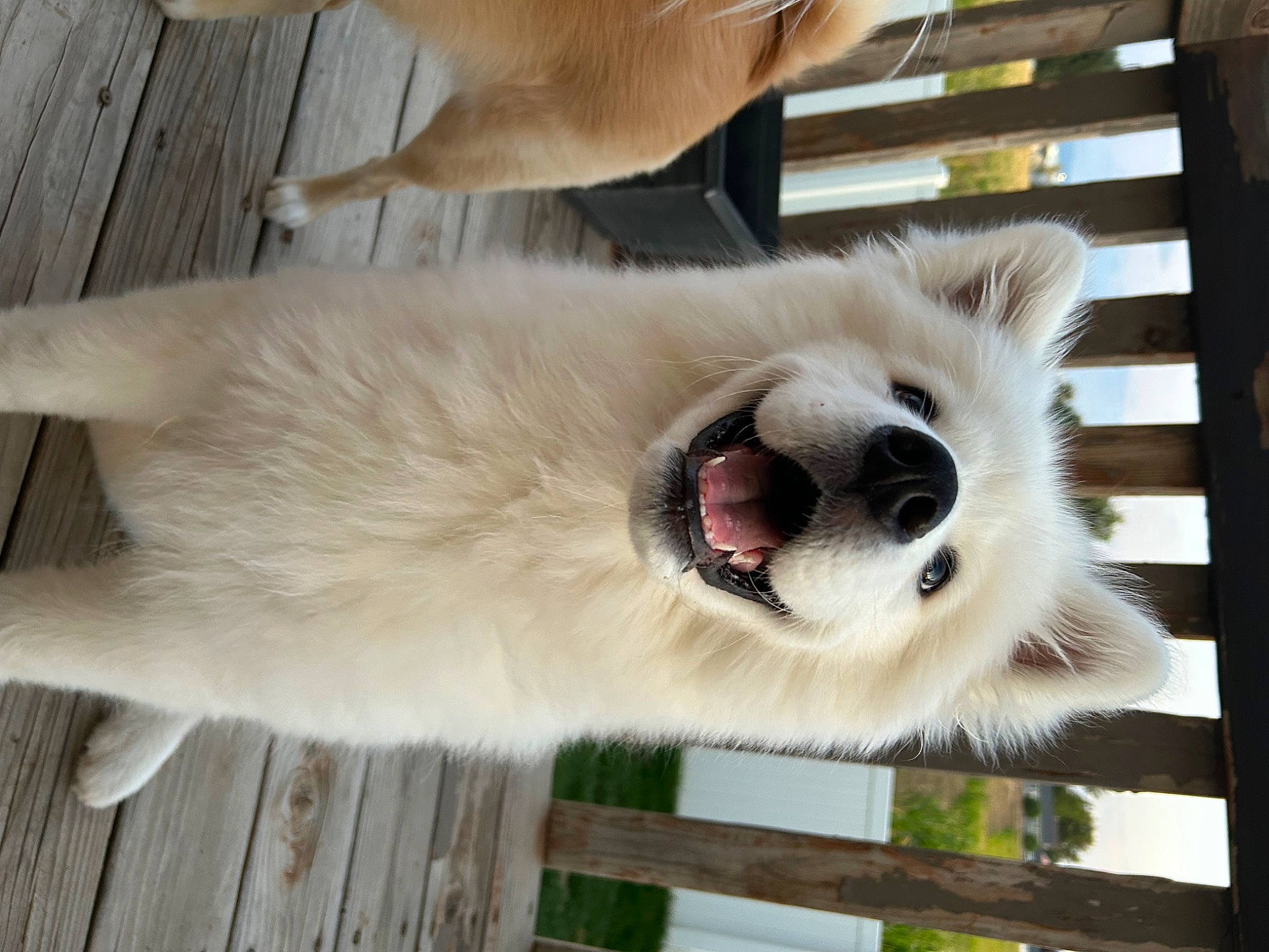 Hero is registered to the contest to win money with this photo: canidae, carnivore, collar, companion_dog, dog, dog_breed, dog_collar, fawn, fur, giant_dog_breed, hardwood, snout, spitz, sporting_group, tail, volpino_italiano, whiskers, wood, working_animal, working_dog