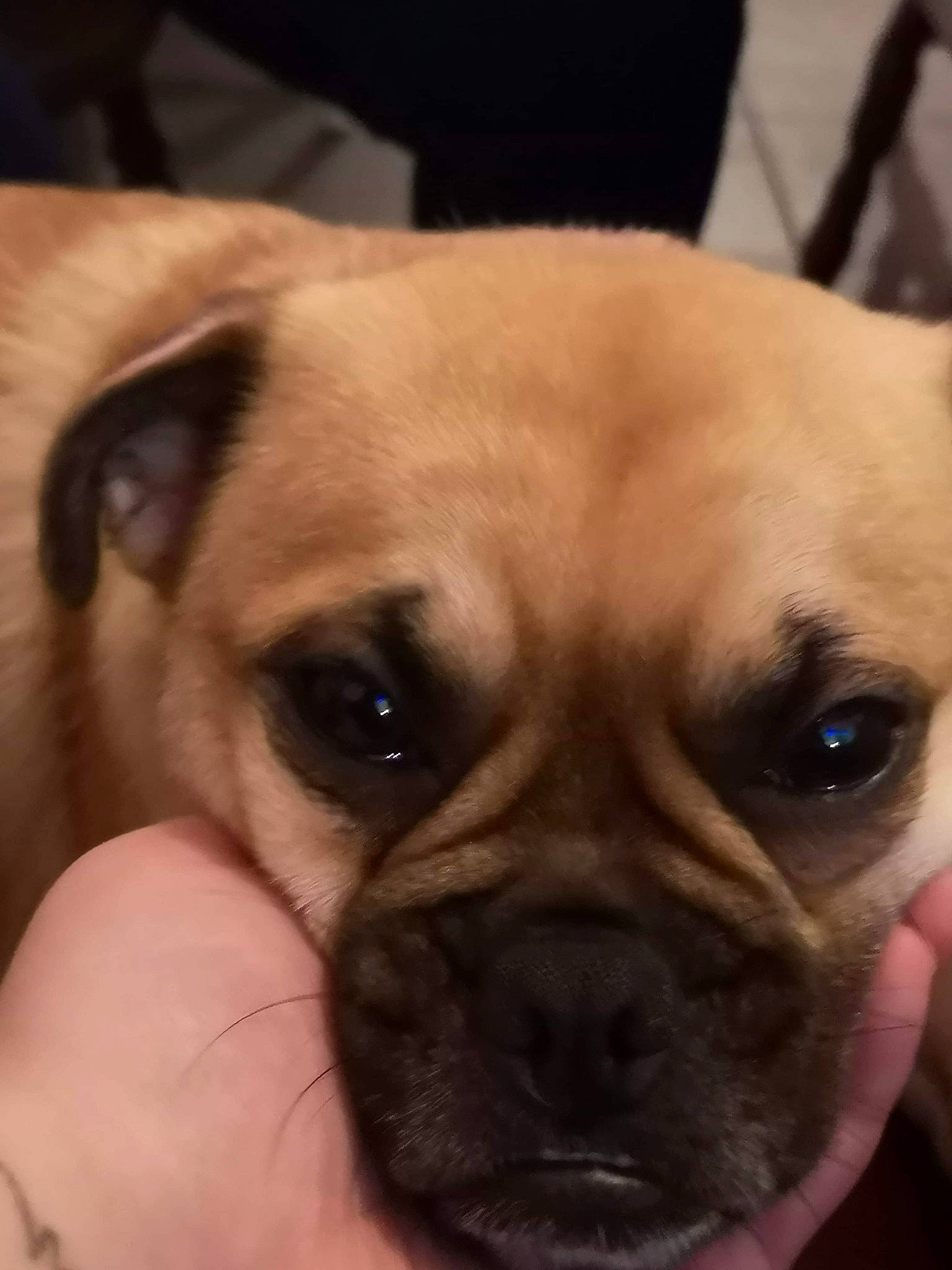 Elza participe au concours pour gagner de l'argent avec cette photo : bulldog, canidae, carnivore, companion_dog, dog, dog_breed, eye, fawn, head, mammal, nose, organ, pug, puggle, puppy, puppy_love, skin, snout, vertebrate, wrinkle