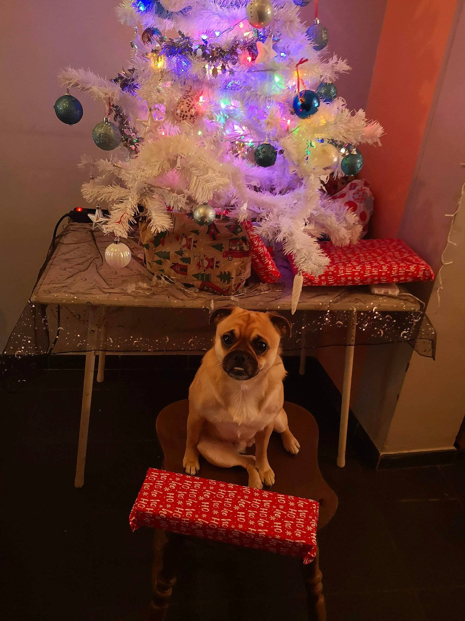 Elza a rejoint le concours — aidez-le/la à gagner de superbes lots ! canidae, carnivore, chair, christmas, christmas_decoration, christmas_eve, christmas_ornament, christmas_tree, dog, dog_breed, fawn, holiday, home, interior_design, plant, puggle, sporting_group, table, tree